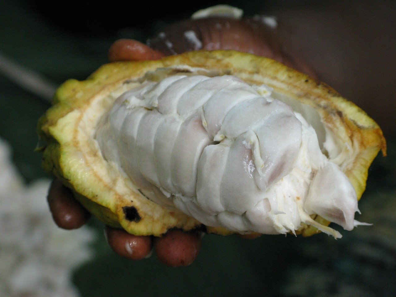 Cocoa Beans