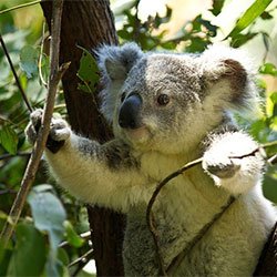 Koala Grant