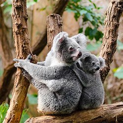 Koala Jilley and her baby