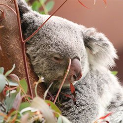 Koala C