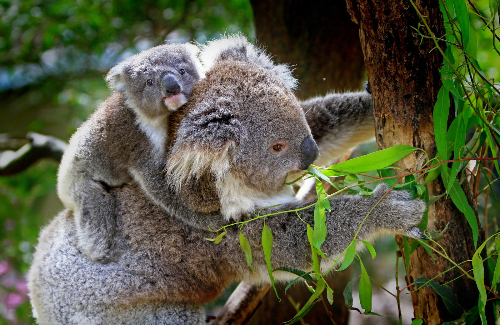 Koala with baby koala