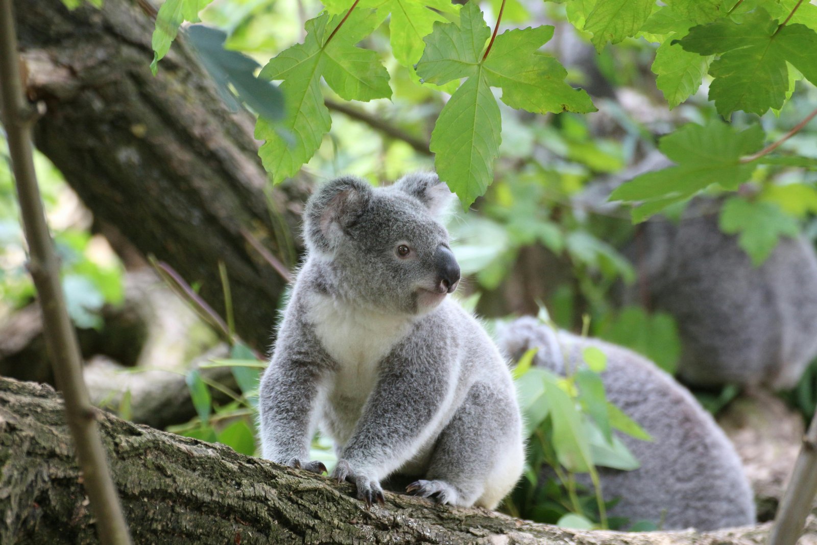 Picture of a Koala